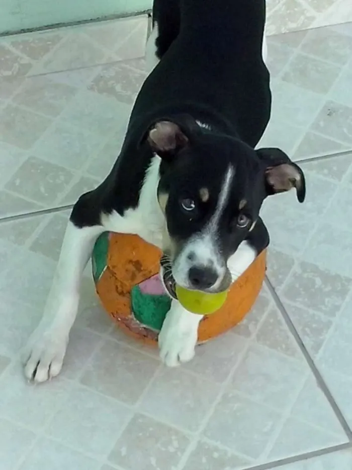 Cachorro raça SRD idade 2 a 6 meses nome Cristóvão