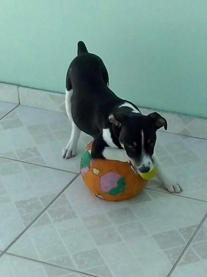 Cachorro raça SRD idade 2 a 6 meses nome Cristóvão