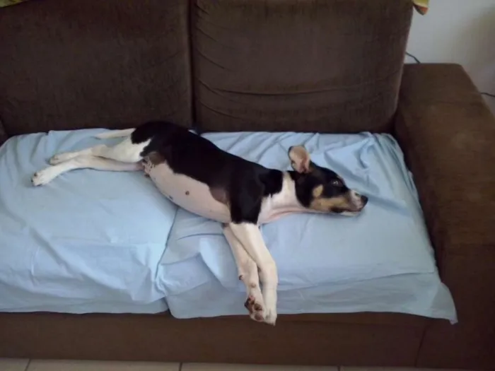 Cachorro raça SRD idade 2 a 6 meses nome Cristóvão
