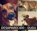 Cachorro raça Boxer idade 4 anos nome Dudu
