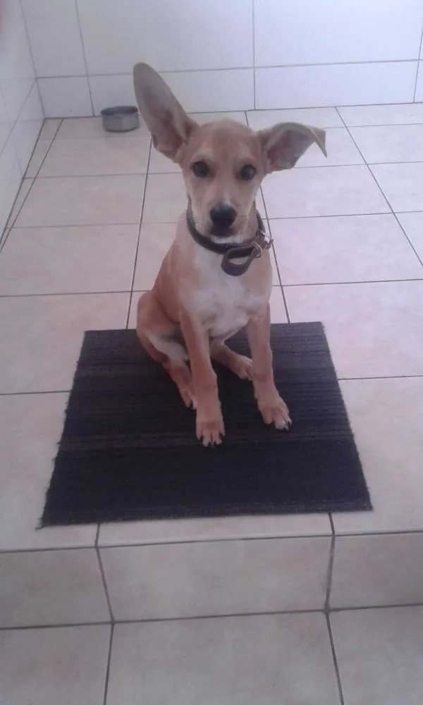 Cachorro ra a Mestiço idade 2 a 6 meses nome Marley