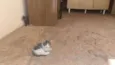 gatinhos