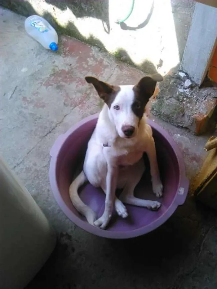 Cachorro ra a Sem raça idade 2 anos nome enrico