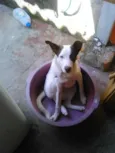 enrico