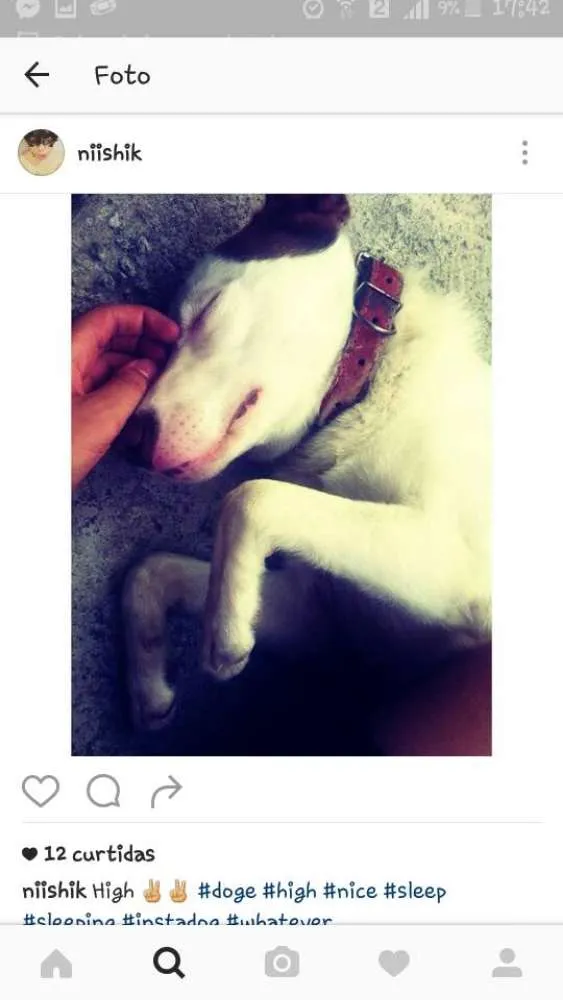 Cachorro ra a Sem raça idade 2 anos nome enrico