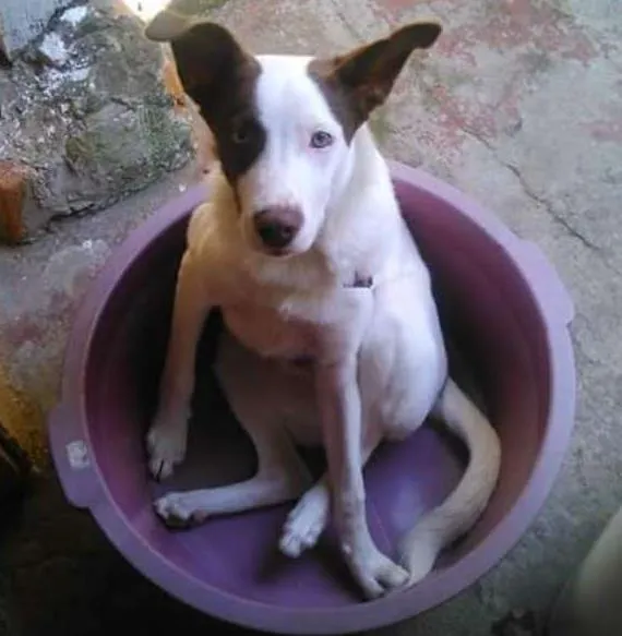 Cachorro ra a Sem raça idade 2 anos nome enrico