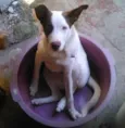enrico