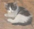 gatinhos