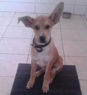 Cachorro raça Mestiço idade 2 a 6 meses nome Marley
