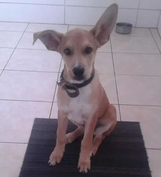 Cachorro ra a Mestiço idade 2 a 6 meses nome Marley