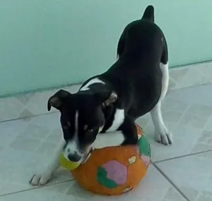 Cachorro raça SRD idade 2 a 6 meses nome Cristóvão