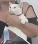 Gato raça vira-lata idade 3 anos nome chica