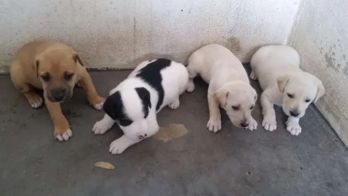 Cachorro raça Vira-lata idade Abaixo de 2 meses nome Sem nome ainda
