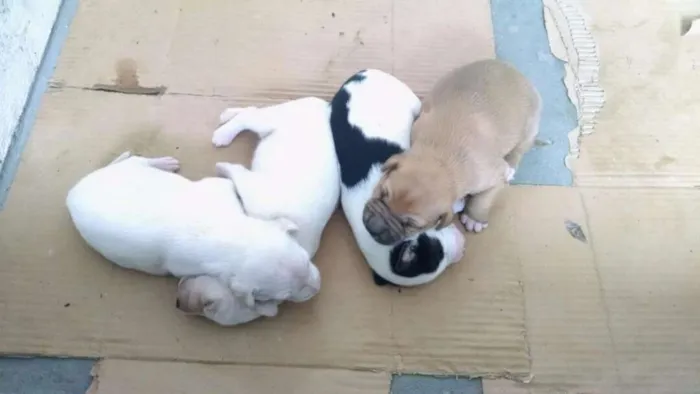 Cachorro raça Vira-lata idade Abaixo de 2 meses nome Sem nome ainda