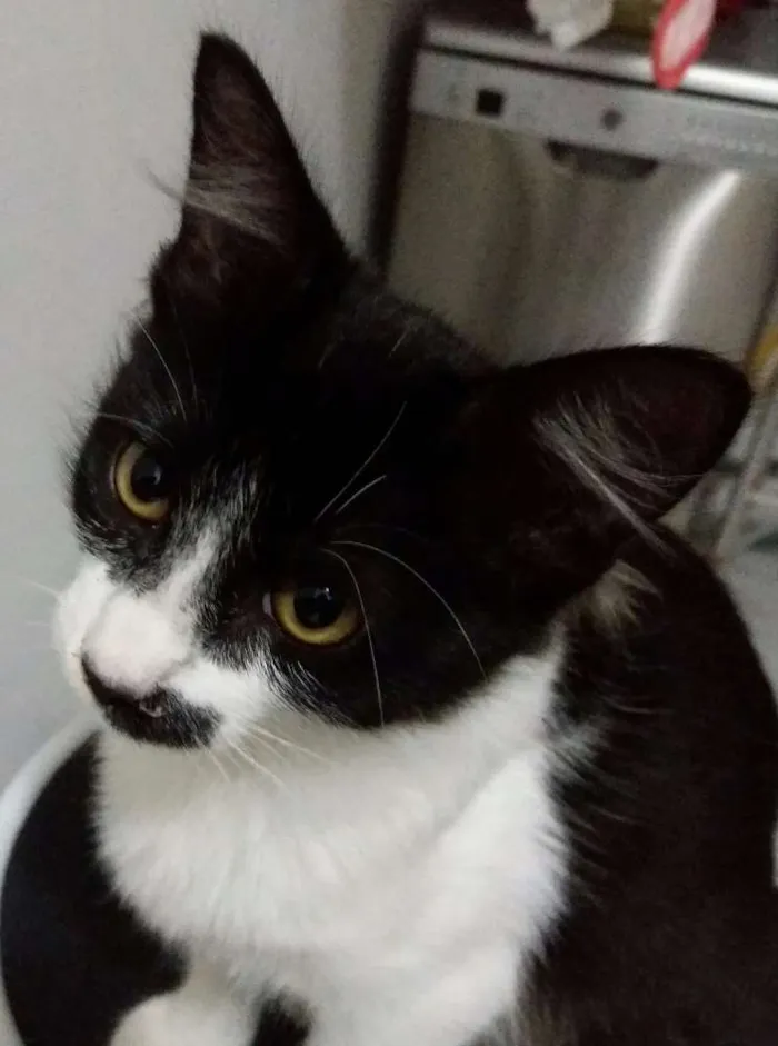 Gato ra a Nao definida idade 2 a 6 meses nome Cat