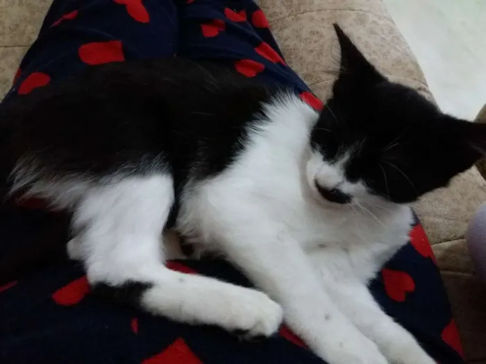 Gato ra a Nao definida idade 2 a 6 meses nome Cat