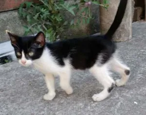 Gato raça SRD idade 2 a 6 meses nome Frajola