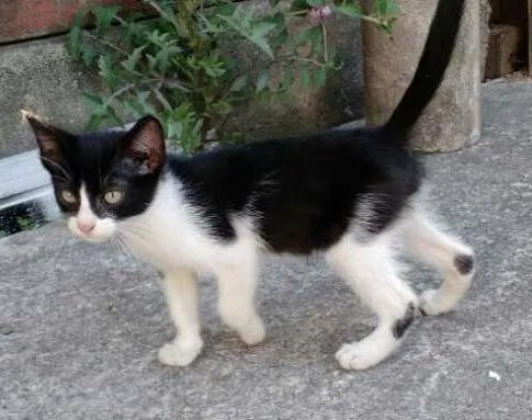 Gato ra a SRD idade 2 a 6 meses nome Frajola