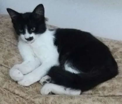 Gato ra a Nao definida idade 2 a 6 meses nome Cat