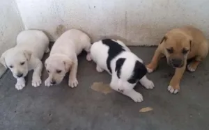 Cachorro raça Vira-lata idade Abaixo de 2 meses nome Sem nome ainda