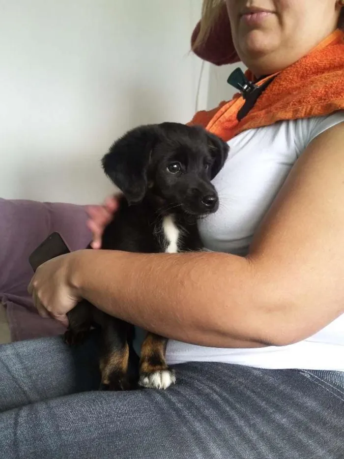 Cachorro ra a Desconhecida idade 2 a 6 meses nome Sem nome