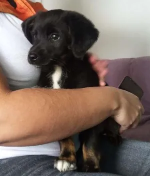 Cachorro raça Desconhecida idade 2 a 6 meses nome Sem nome