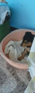 Dori