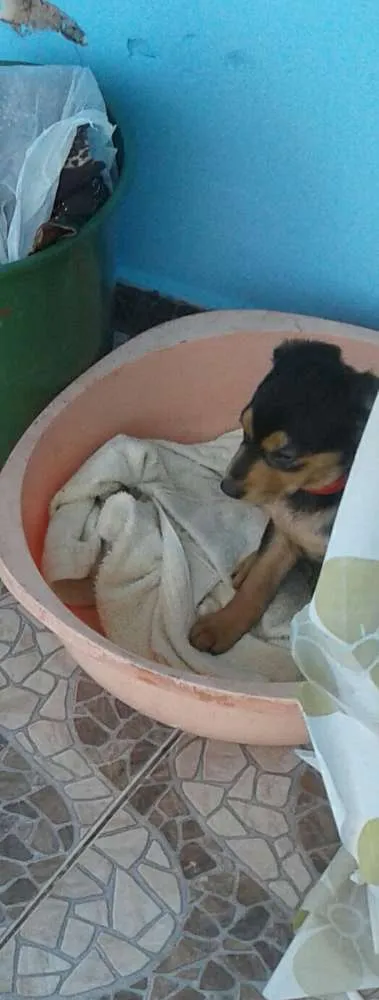 Cachorro ra a Sem raça definida  idade 2 a 6 meses nome Dori