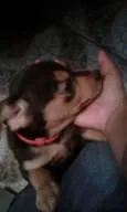 Dori