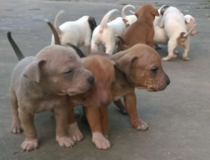 Cachorro ra a Vira-lata idade Abaixo de 2 meses nome Filhotinhos