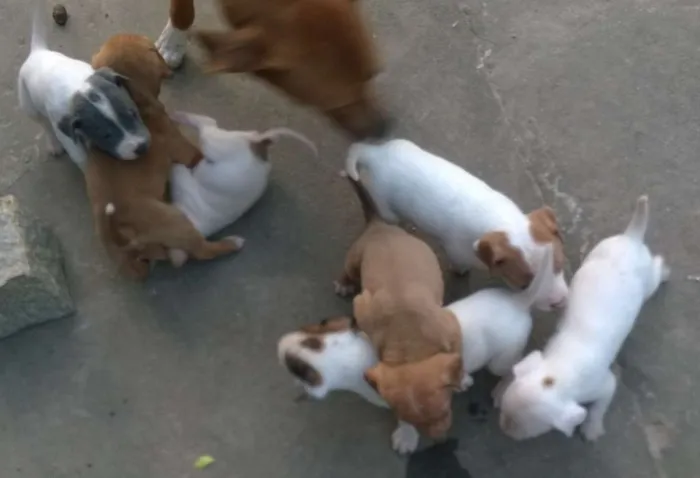 Cachorro ra a Vira-lata idade Abaixo de 2 meses nome Filhotinhos