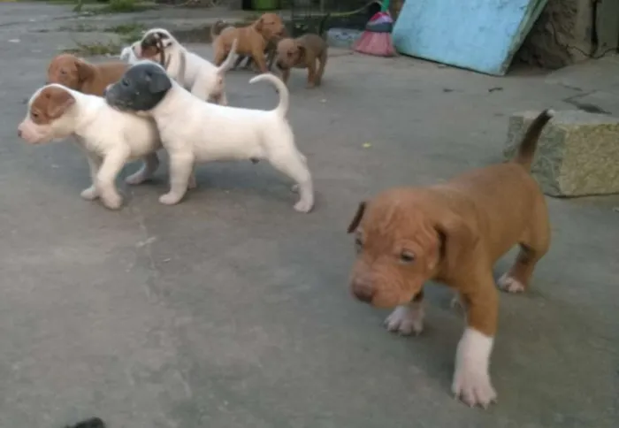 Cachorro ra a Vira-lata idade Abaixo de 2 meses nome Filhotinhos