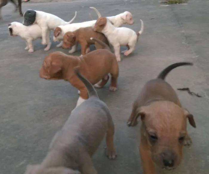Cachorro ra a Vira-lata idade Abaixo de 2 meses nome Filhotinhos