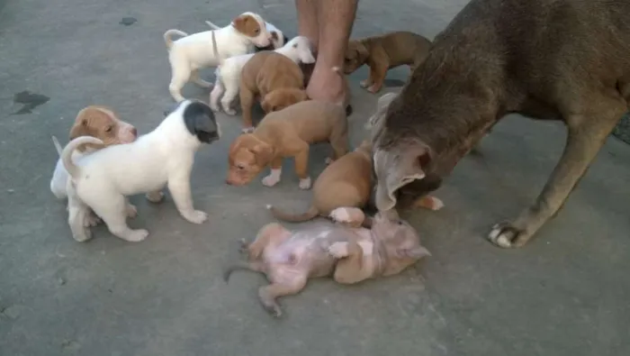 Cachorro ra a Vira-lata idade Abaixo de 2 meses nome Filhotinhos