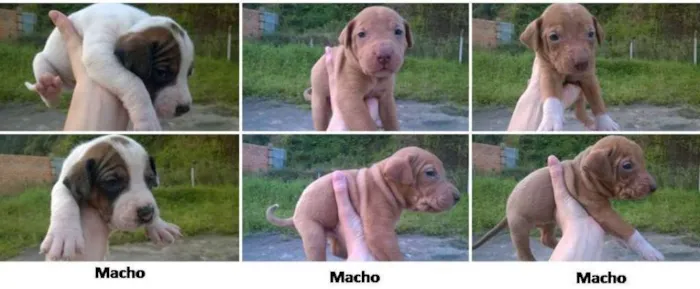 Cachorro ra a Vira-lata idade Abaixo de 2 meses nome Filhotinhos