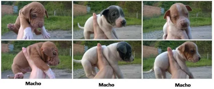 Cachorro ra a Vira-lata idade Abaixo de 2 meses nome Filhotinhos