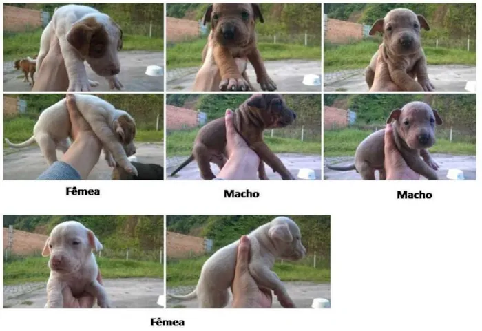 Cachorro ra a Vira-lata idade Abaixo de 2 meses nome Filhotinhos