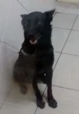 Colin