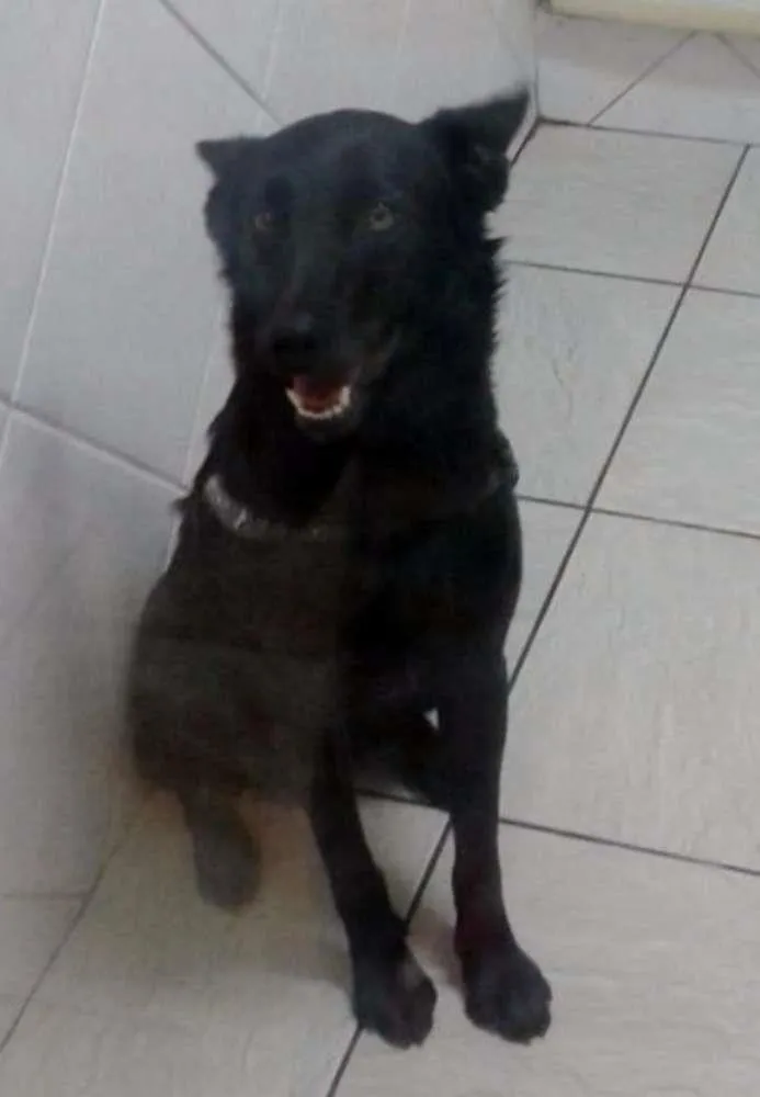 Cachorro ra a mestiço de pastor belga idade 2 anos nome Colin