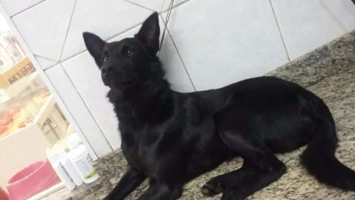 Cachorro ra a mestiço de pastor belga idade 2 anos nome Colin
