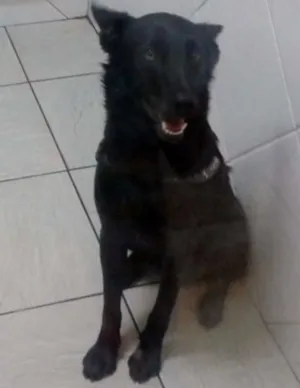 Cachorro raça mestiço de pastor belga idade 2 anos nome Colin