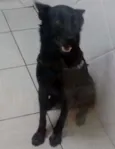 Colin