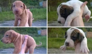 Cachorro raça Vira-lata idade Abaixo de 2 meses nome Filhotinhos