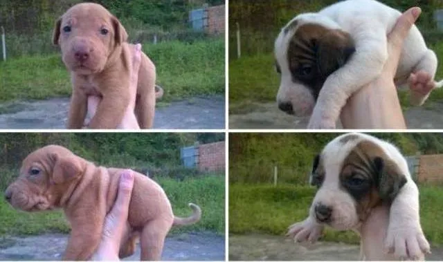 Cachorro ra a Vira-lata idade Abaixo de 2 meses nome Filhotinhos