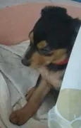 Dori