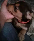 Dori