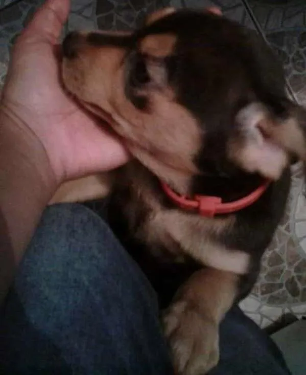 Cachorro ra a Sem raça definida  idade 2 a 6 meses nome Dori