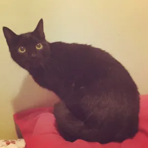 Gato raça SRD idade 4 anos nome Paloma 