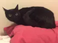 Paloma
