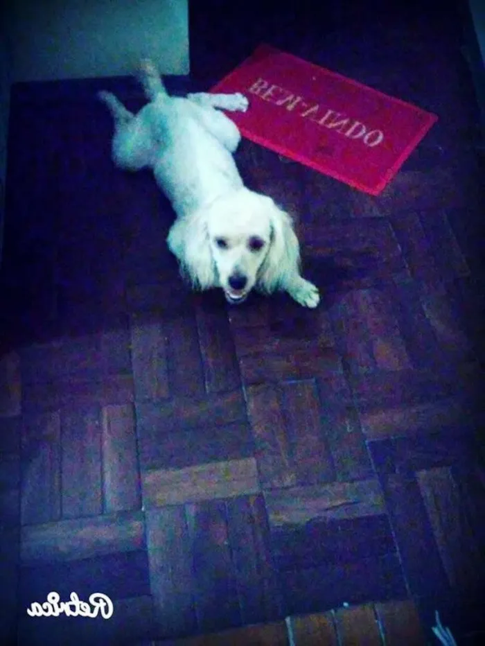 Cachorro raça Poodle idade 2 a 6 meses nome Speak